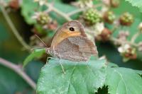 Maniola jurtina