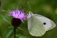 Pieris brassicae