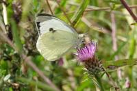 Pieris brassicae