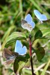 Lysandra bellargus