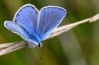 Polyommatus icarus