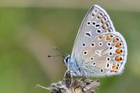Polyommatus icarus