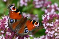 Aglais io