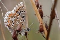 Lysandra bellargus
