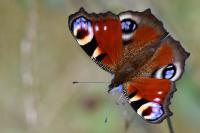 Aglais io