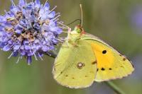 Colias crocea