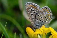 Polyommatus icarus