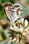 Cacyreus marshalli