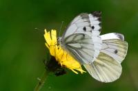 Pieris napi