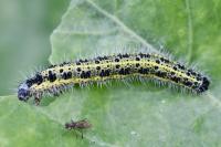Pieris brassicae