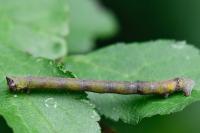 Biston betularia