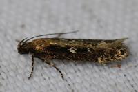 Gelechia sororculella