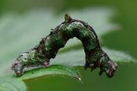 Opisthograptis luteolata