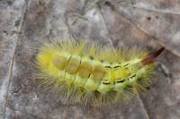 Calliteara pudibunda