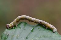 Biston betularia