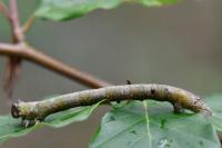 Biston betularia