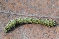 Laspeyria flexula