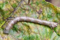 Biston betularia