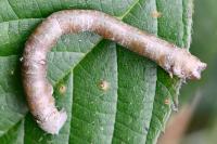 Biston betularia