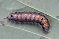 Clostera pigra