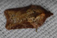 Acleris schalleriana