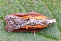 Acleris cristana