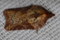 Acleris schalleriana