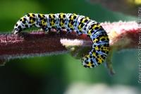 Cucullia verbasci