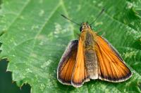Thymelicus sylvestris