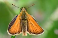 Thymelicus sylvestris