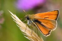 Thymelicus sylvestris