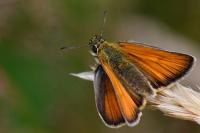 Thymelicus sylvestris