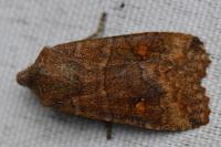 Eupsilia transversa
