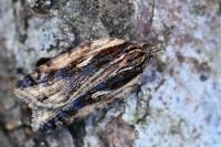 Acleris umbrana