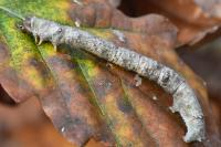Biston betularia