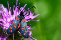 Zygaena transalpina