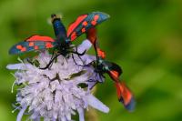 Zygaena transalpina