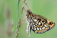 Heteropterus morpheus