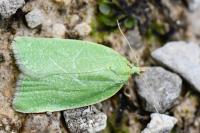 Tortrix viridana