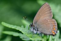 Satyrium ilicis