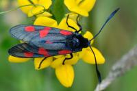 Zygaena trifolii
