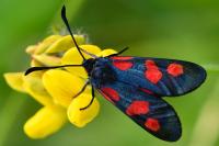 Zygaena trifolii