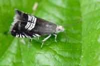 Grapholita compositella
