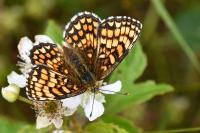 Melitaea athalia