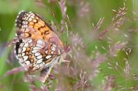 Melitaea athalia