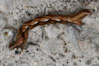 Timandra comae