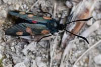 Zygaena trifolii