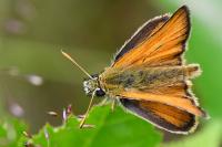 Thymelicus sylvestris