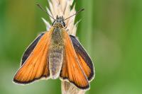 Thymelicus sylvestris