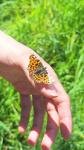 Araschnia levana
